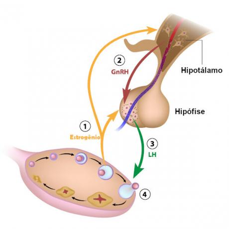 GnRH hormonu tarafından LH ve FSH hormonlarının salınımının açıklayıcı diyagramı