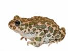 Differences between toad, tree frog and frog. toad, tree frog and frog