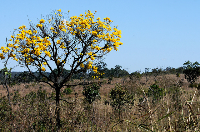 Yellow ipe, typical tree of the Federal District