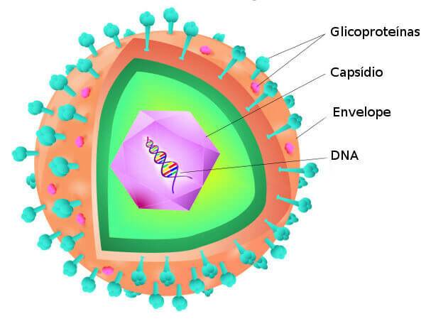 Virus. Hauptmerkmale von Viren