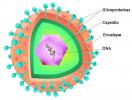 Wirus. Główne cechy wirusów