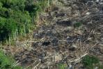 כריתת יערות: מה זה, בברזיל והשלכות