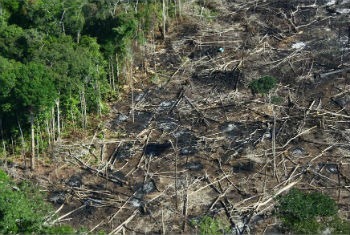 Entwaldung: was ist das in Brasilien und die Folgen