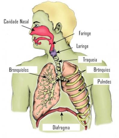 Respirația pulmonară: rezumat și exemple
