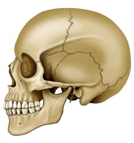 معظم عظام الجمجمة لها مفاصل غير متحركة.
