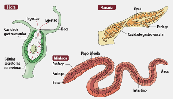 Digestive system of some invertebrates