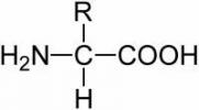 Az aminosavak meghatározása (mit jelentenek, koncepció és meghatározás)