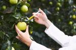 ГМО храни: какво представляват, примери, рискове