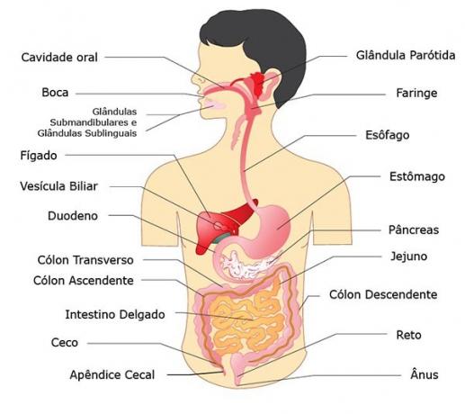 Organer i menneskekroppen knyttet til fordøyelsessystemet