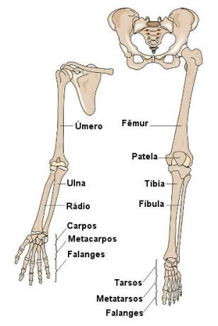 Legg merke til beinene som utgjør under- og øvre lemmer.