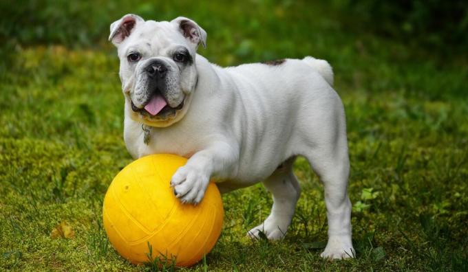 Ανακαλύψτε τις πιο γρήγορες και πιο αργές ράτσες σκύλων στον κόσμο!