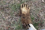 Происхождение «Руки снежного человека», найденной в Канаде, осталось разгаданным; посмотреть этот случай