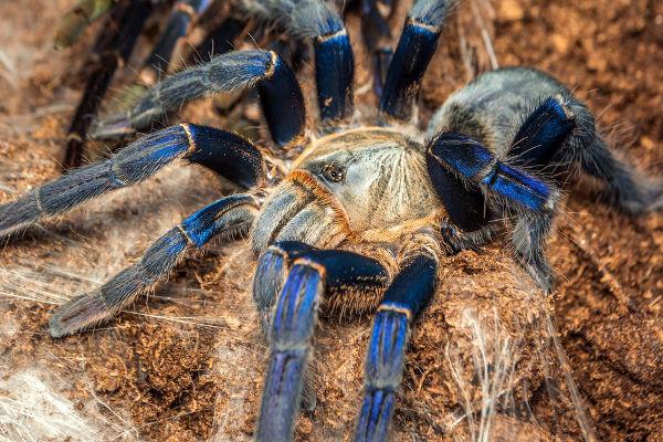 Păianjen crab albastru.