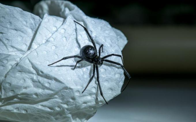 De 4 dødeligste edderkopper i verden
