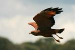 Bird of prey: what are they and characteristics