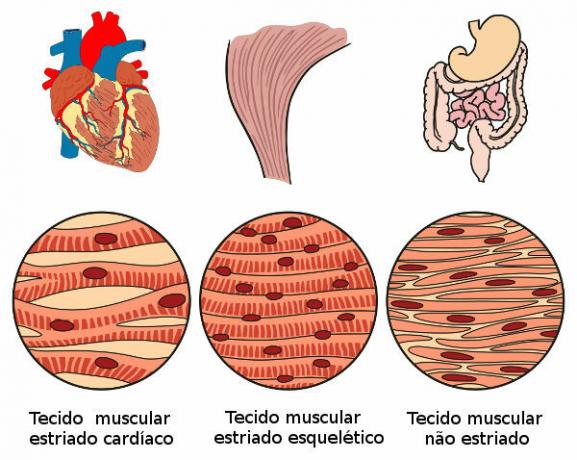 Muskelvev har evne til å trekke seg sammen og kan klassifiseres i tre forskjellige typer.