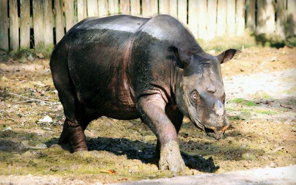 The Sumatran rhinoceros is a critically endangered species.