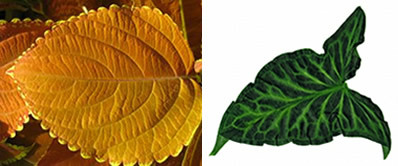 Structure and classification of plant leaves. vegetable leaves