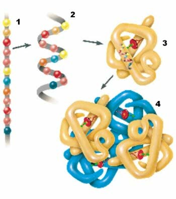 Baltymų struktūra: abstraktus, tipai ir denatūracija