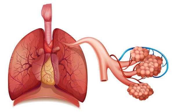 The lungs have their parenchyma formed mainly by alveoli.
