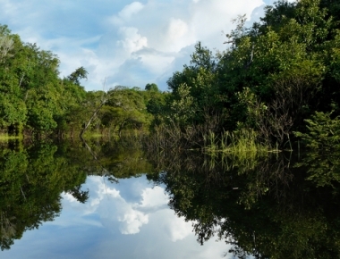 Amazonas regnskog. Kännetecken för Amazonas skog