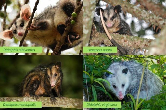 Hva er possums, deres egenskaper og hovedarter