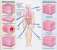 Epithelial Tissue: Types, Characteristics and Function