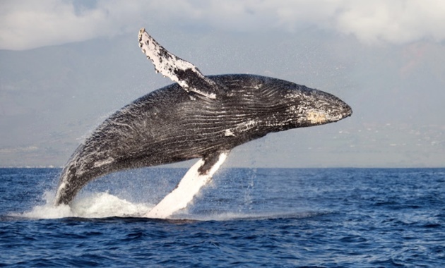 balena cu cocoașă