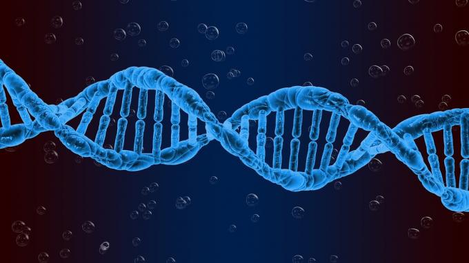 DNA: kaj je to, kakšna je njegova funkcija in struktura