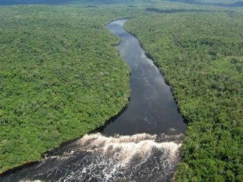Amazone Vegetatie Afbeelding