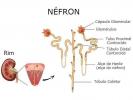 Nefrons: abstrakts, anatomija, urīna veidošanās
