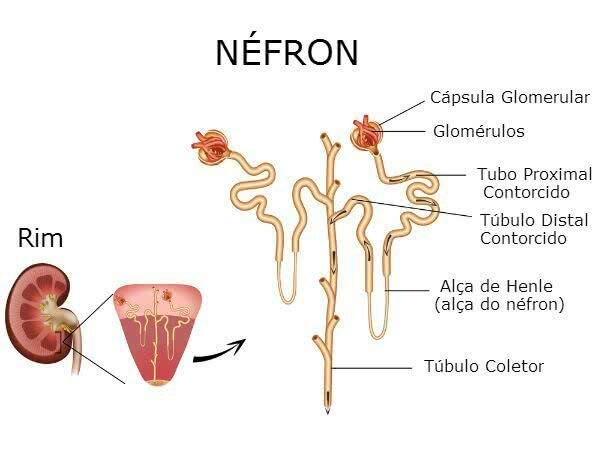 Nephron: abstrakt, anatomi, urindannelse