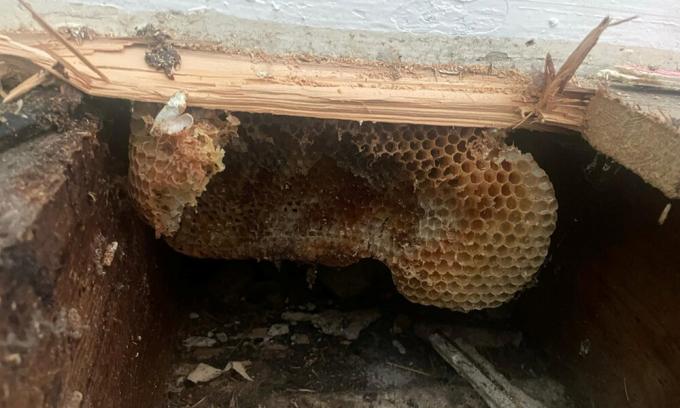 Překvapivý objev včelího úlu v britském domě