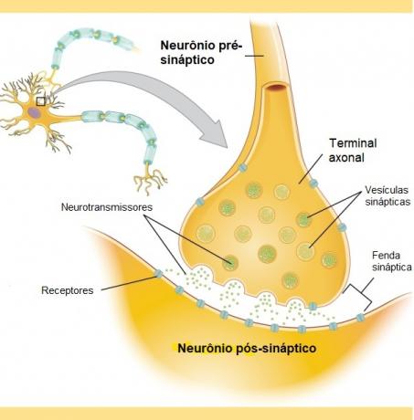 Qu'est-ce qu'une synapse, quels types et comment elles se produisent