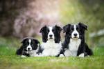 Generelt er dette de 5 sunneste hunderasene