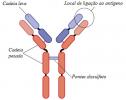 Che cos'è un anticorpo?