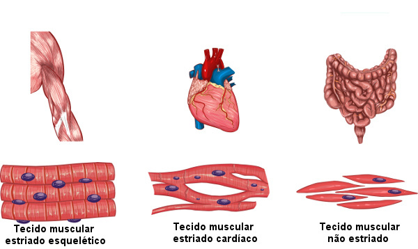 Обратите внимание на три существующих типа мышечной ткани.