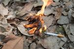 Forest fires: types, causes, consequences