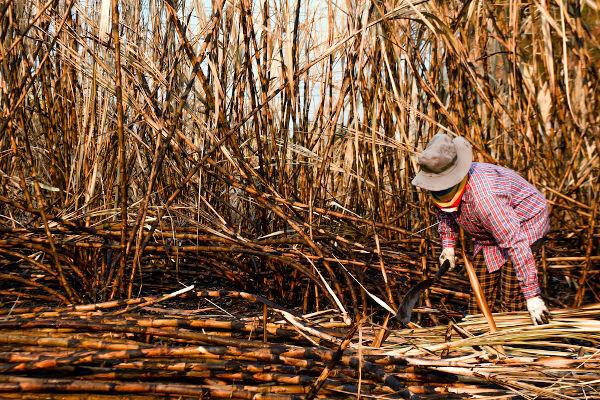 В течение многих лет выращивание сахарного тростника было основным видом экономической деятельности в Бразилии.