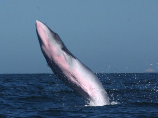 Balena: caratteristiche, specie ed estinzione