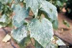 How to fight the white pest that is affecting your plants?