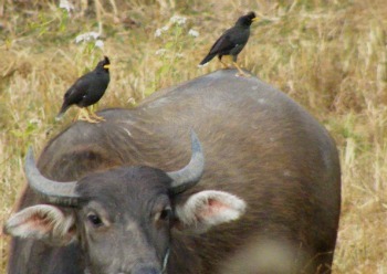 birds and cattle
