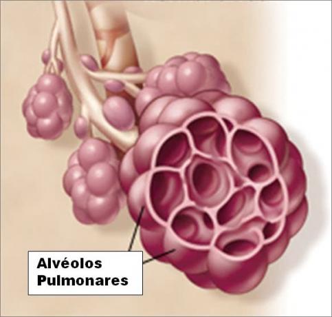 Structure of the pulmonary alveoli