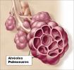 Plaušu alveolas: definīcija, funkcijas, histoloģija un hematoze