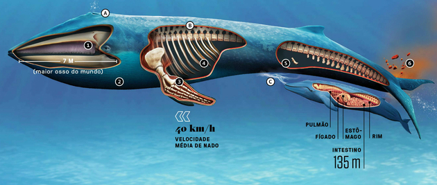 Синий кит: характеристики, еда и среда обитания