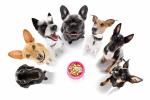 Levensverwachting van honden: ontdek hoe lang elk ras leeft en hoe u de levensduur van uw vriend kunt verlengen