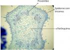Plant Histology: Summary of the main plant tissues