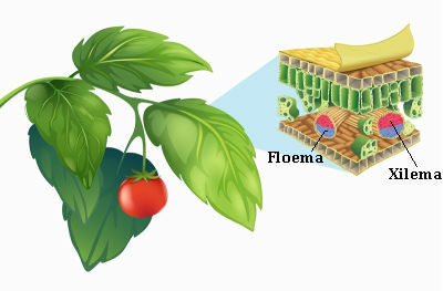 Wie transportiert der Körper der Pflanze Stoffe?