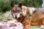6 בעלי חיים בסכנת הכחדה באירופה