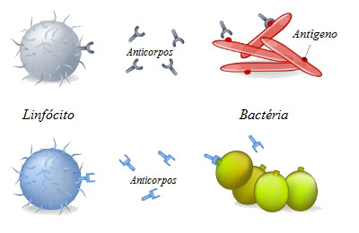 action des anticorps